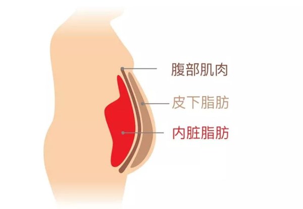 米兰·(milan)中国官方网站體育為您講解:內(nèi)臟脂肪要怎么減